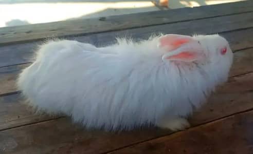Angora Crossed Rabbit