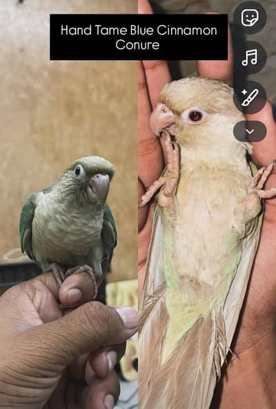 Hand Tame + Fly tame Blue Cinnamon Conure