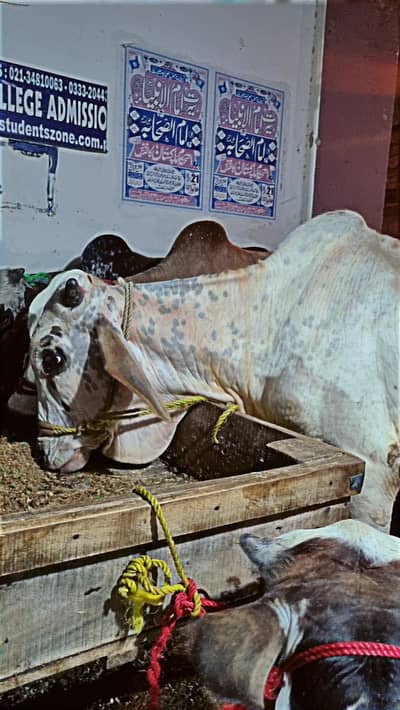 2 Daant Bachra for Sale