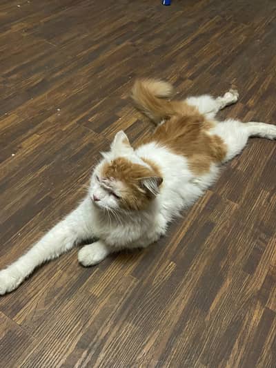 male cat 13 months vaccinated but have no certificate