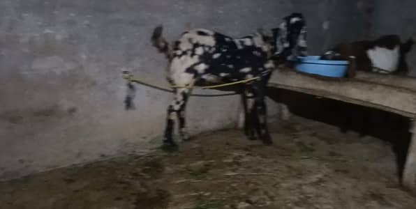 Shara Bakra for sale