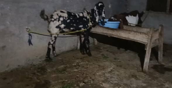 Bakra for sale