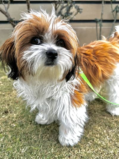 Breeder Female Shihtzu (Shih Tzu) Pups (Shitzu)
