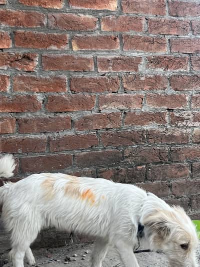 Russian female dog