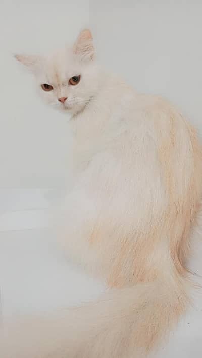 punch face female cat for sell double coated