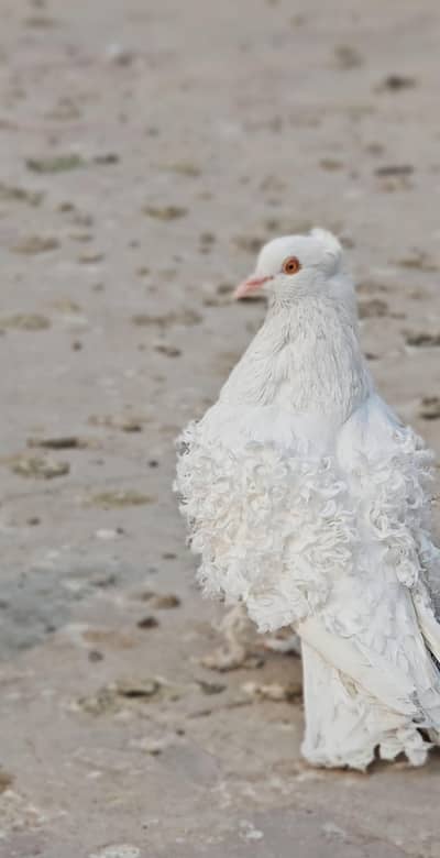 Frill Breeder Male
