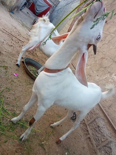 Bakri For Sale Age 14 month
