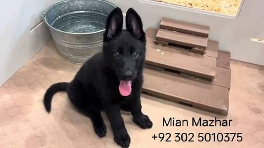 black German Shepherd