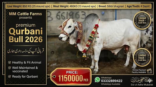 Qurbani 2026 / Affordable prices/bull/ Desi bachre/Bachri/karachi