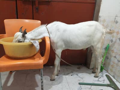 2 Dant Khassi Bakra Jori