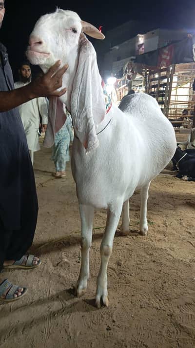 gulabi nasal mkt ka subse bara Bakra hay alhumdullah