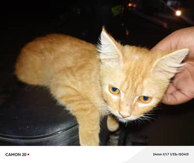 KITTEN FOR SALE