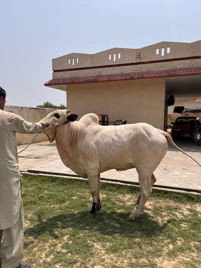 Qurbani Janwar for sale Fatehjangii Bull Dawanda bachra