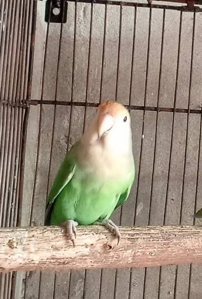 Love bird