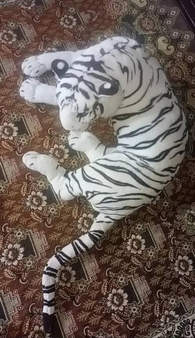 Big size white tiger