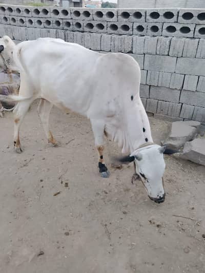 Qurbani ka bull