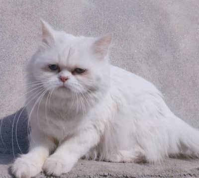 white color persian cat double coated