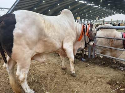 Warha Qurbani