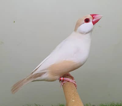 pastel fawn java