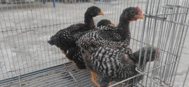 Plymouth rock, lakenvelder, Sussex light, Ayam Cemani chicks available