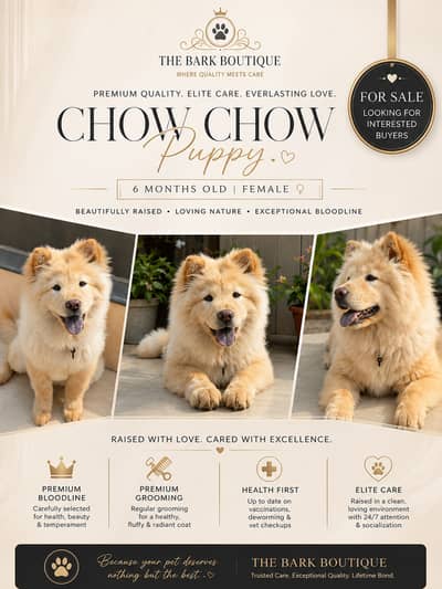 Chow Chow Female Puppy Available for her Forever Home!