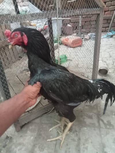 فیٹر بلیڈ لان