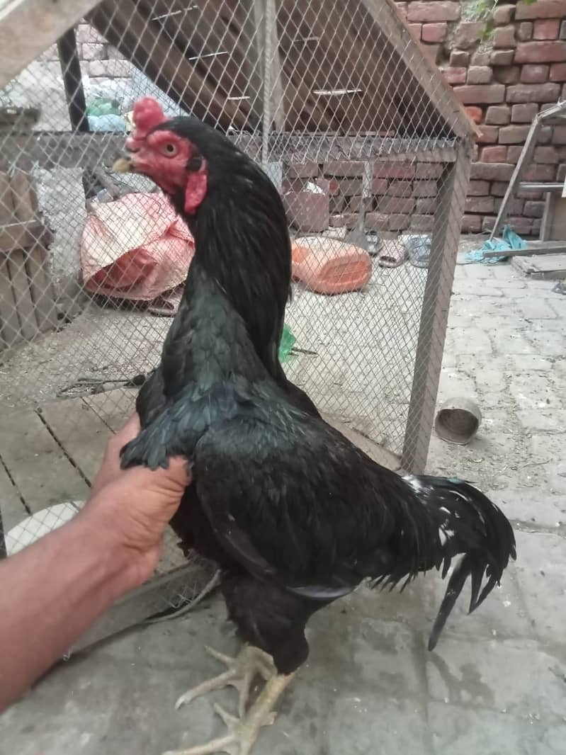 فیٹر بلیڈ لان 1
