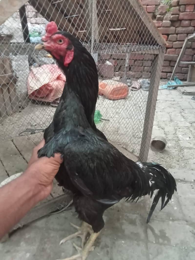 فیٹر بلیڈ لان 2