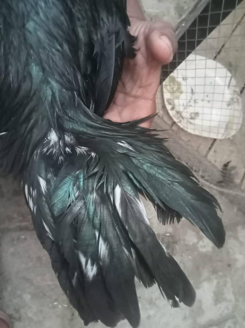 فیٹر بلیڈ لان 4