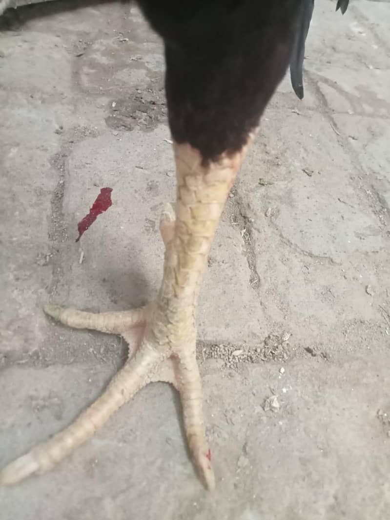 فیٹر بلیڈ لان 6