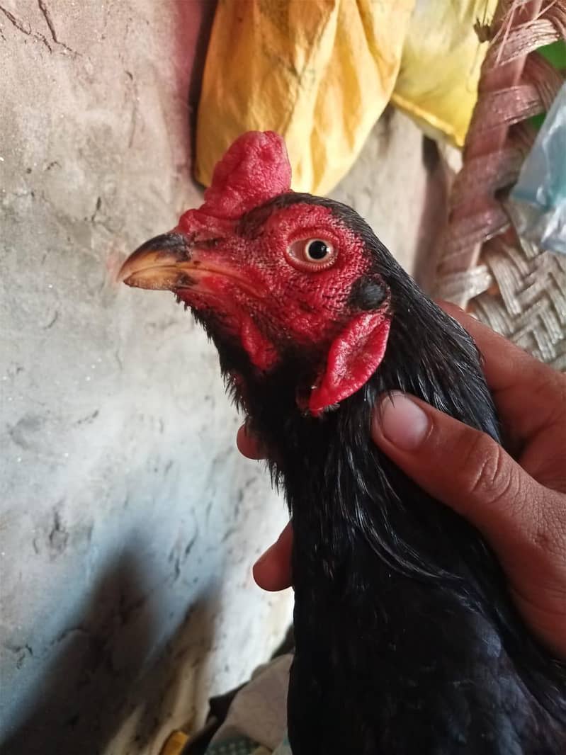 فیٹر بلیڈ لان 8