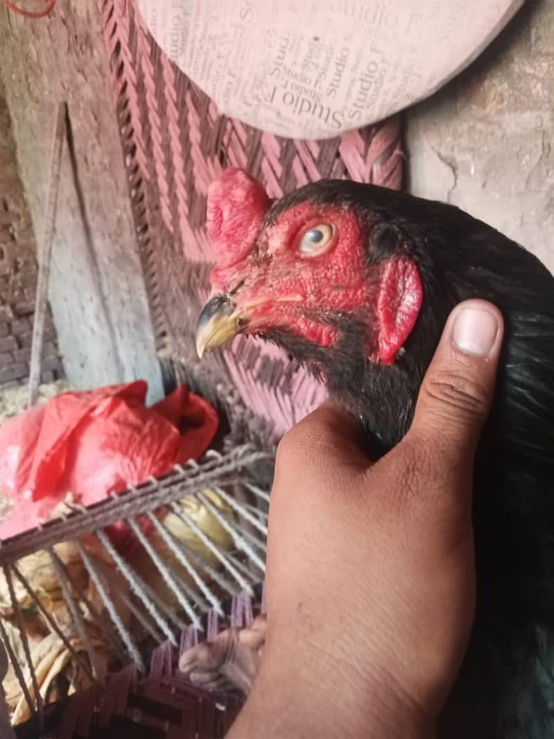 فیٹر بلیڈ لان 9