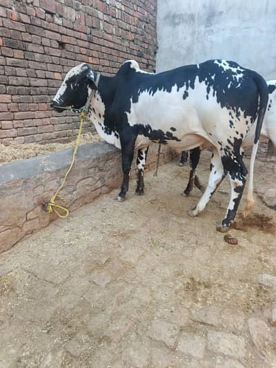 Qurbani