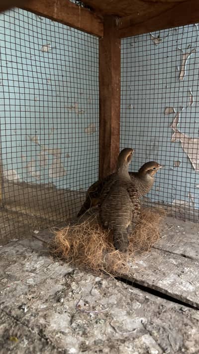 titter breeder pair