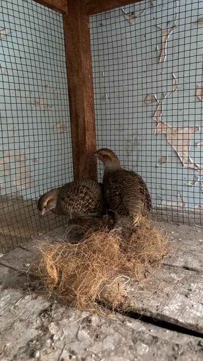 titter breeder pair