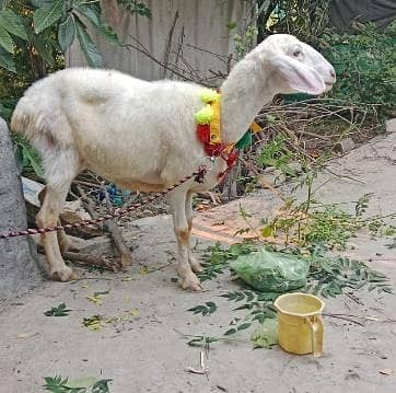 Dumbi for Qurbani