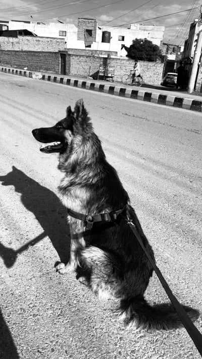 Trained German shepherd 1 year old