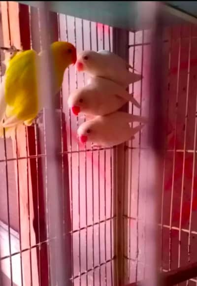 love birds