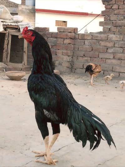 Bhai Jan cheez ki garanti ho gi