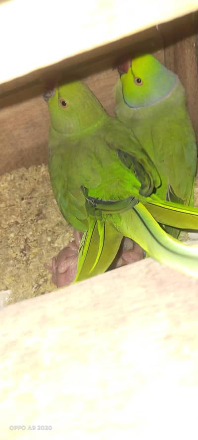 Top Quality Big Size Ring neck Breeder Pair with 4 Chicks