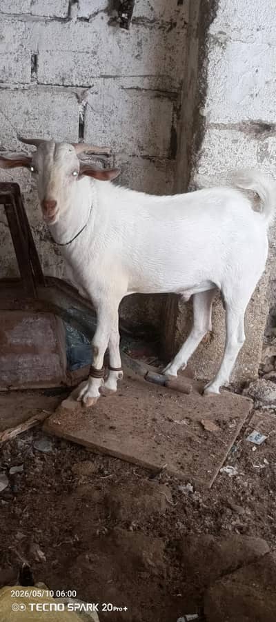 teddy nukra hai white eyes main breder behtreen hai