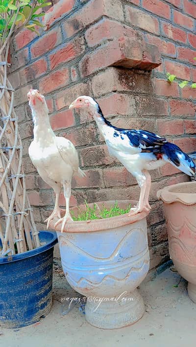 ghr k paly hy bachy active hy full munasib praiz my mil jay gy