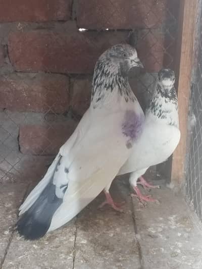 Breeder Sialkot