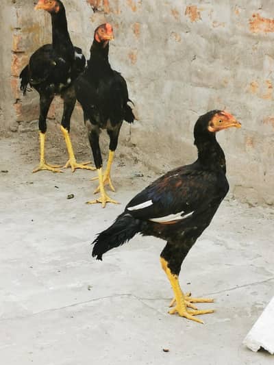 asssel hen and rooster fully active and sharp