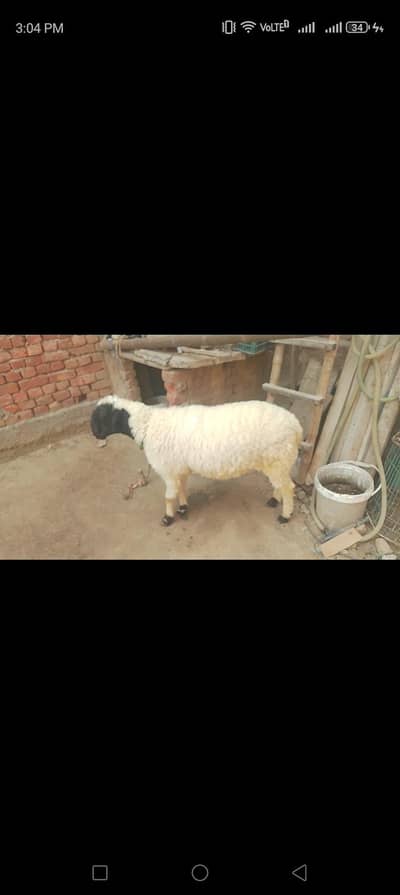 Qurbani 2026