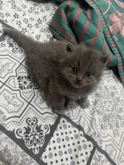 kittens available  ( +92 322 5625576 )