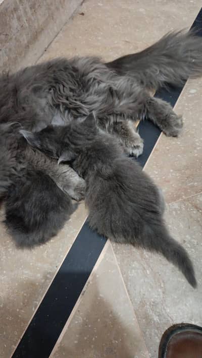 mother and kitten available  ( +92 322 5625576 )