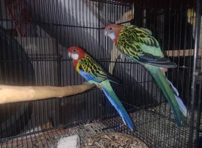 Different breeder pairs for sale