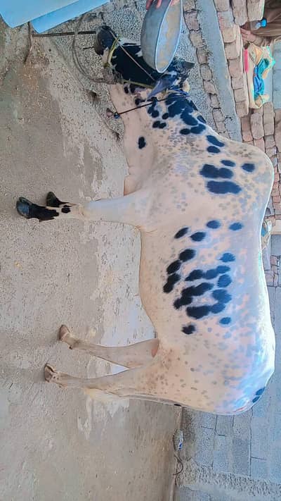 MashAllah Premium Qurbani Ka Bell For Sale 