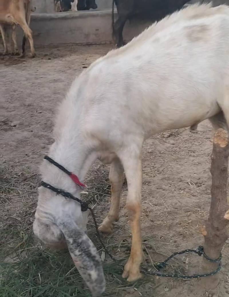 Eid bakra 0